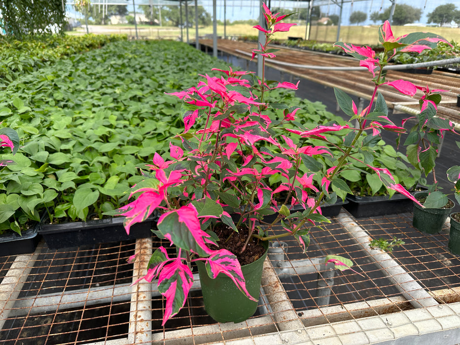 Alternanthera (Party Time)-Starter Plant/4" or 6" Grower Pot