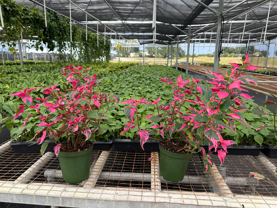 Alternanthera (Party Time)-Starter Plant/4" or 6" Grower Pot