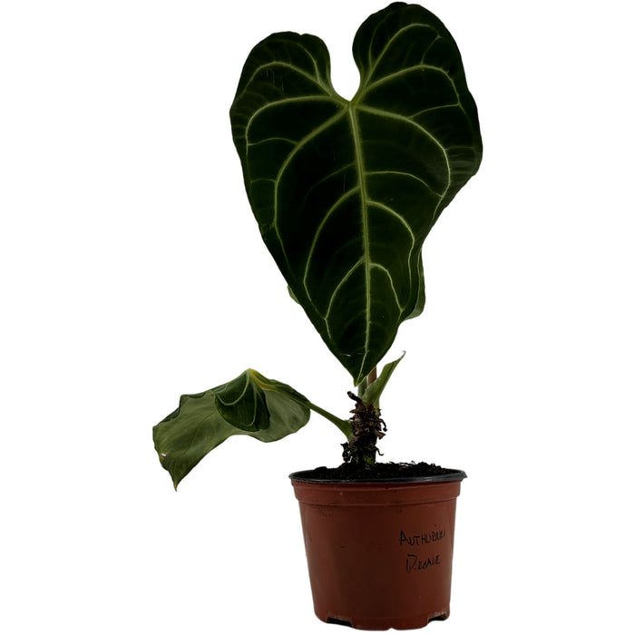 Anthurium Regale 6" Grower Pot-Exact Plant for Sale