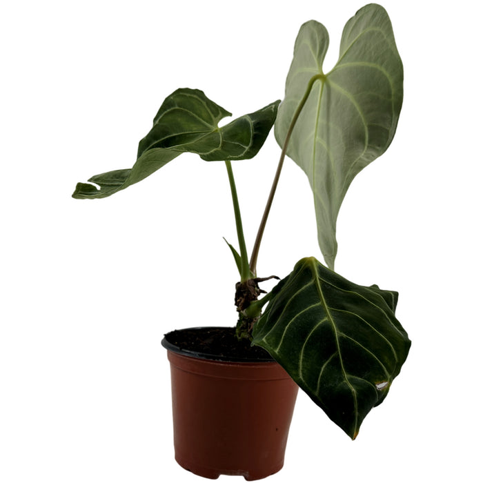 Anthurium Regale 6" Grower Pot-Exact Plant for Sale