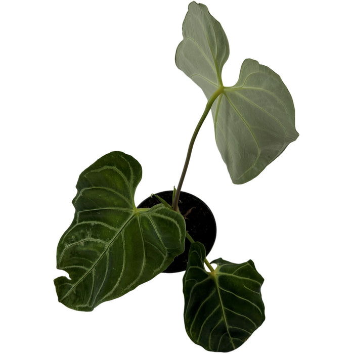 Anthurium Regale 6" Grower Pot-Exact Plant for Sale