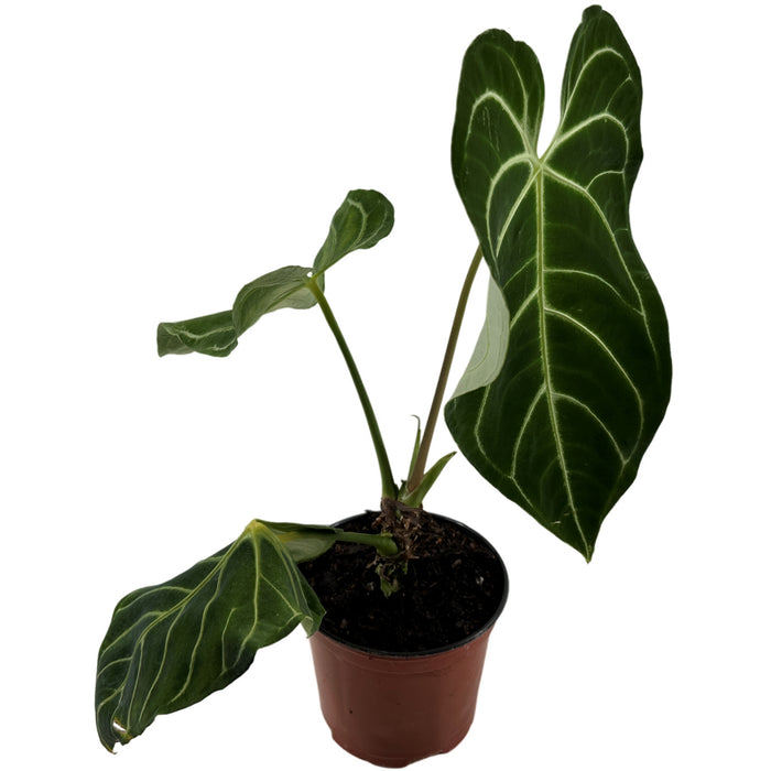 Anthurium Regale 6" Grower Pot-Exact Plant for Sale