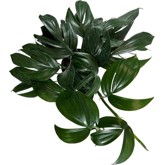 Rhaphidophora Dragon Tail Starter Plant or 4" Grower Pot or 6" Grower Pot
