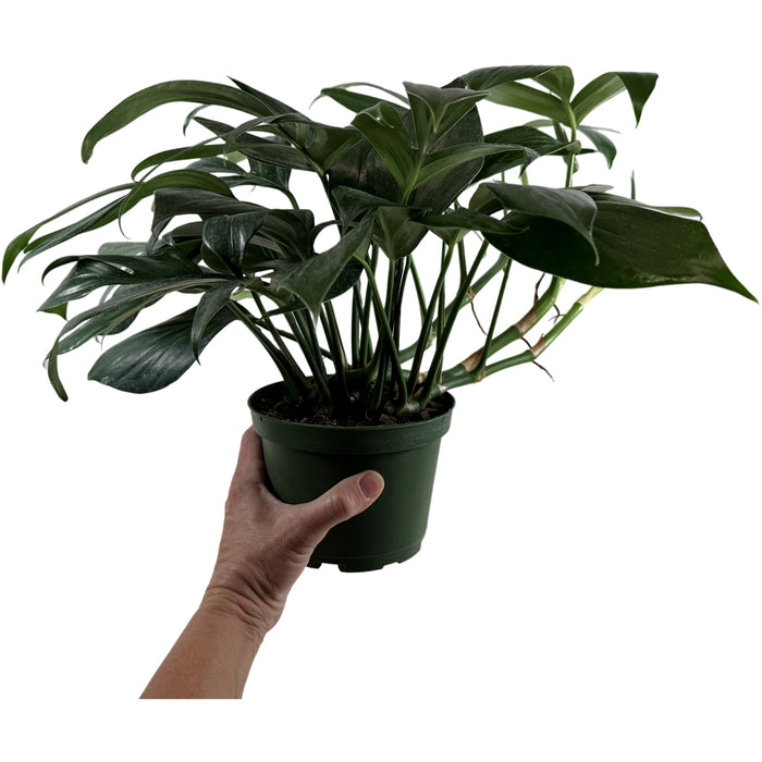 Rhaphidophora Dragon Tail Starter Plant or 4" Grower Pot or 6" Grower Pot