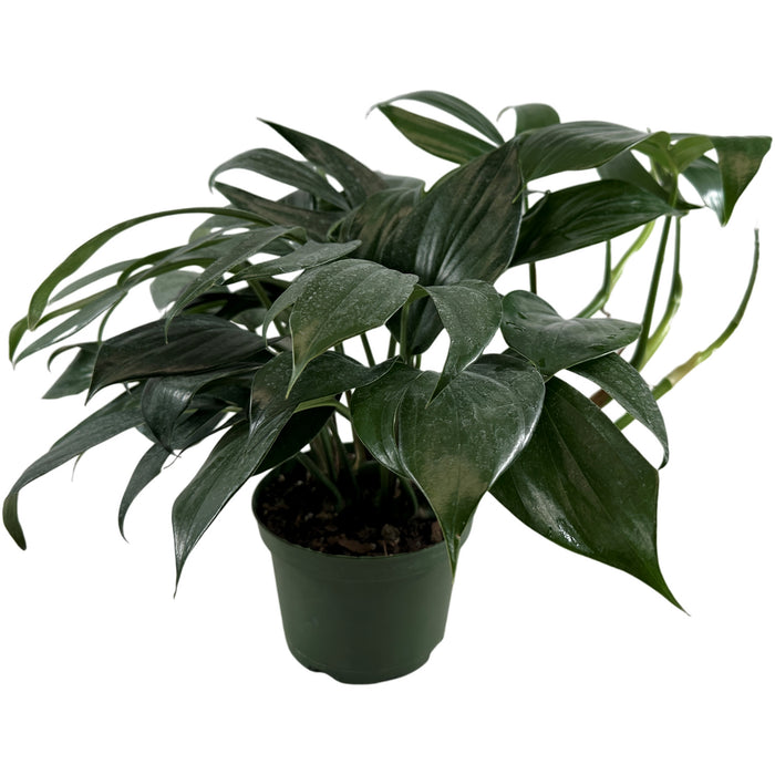 Rhaphidophora Dragon Tail Starter Plant or 4" Grower Pot or 6" Grower Pot