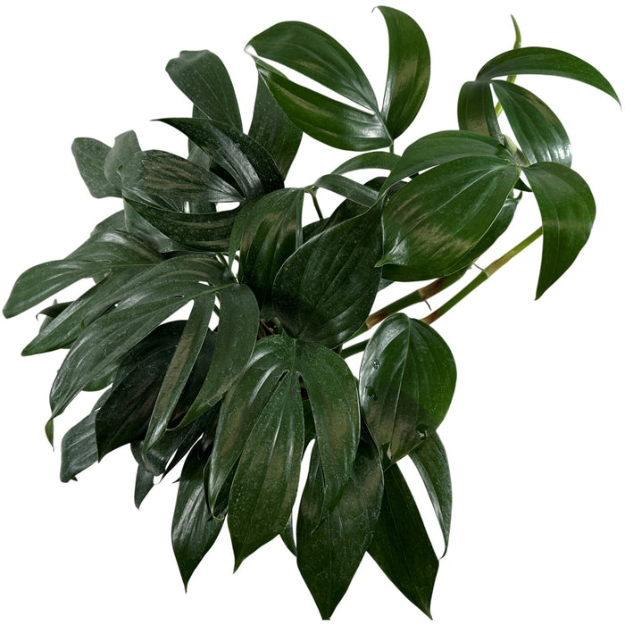 Rhaphidophora Dragon Tail Starter Plant or 4" Grower Pot or 6" Grower Pot