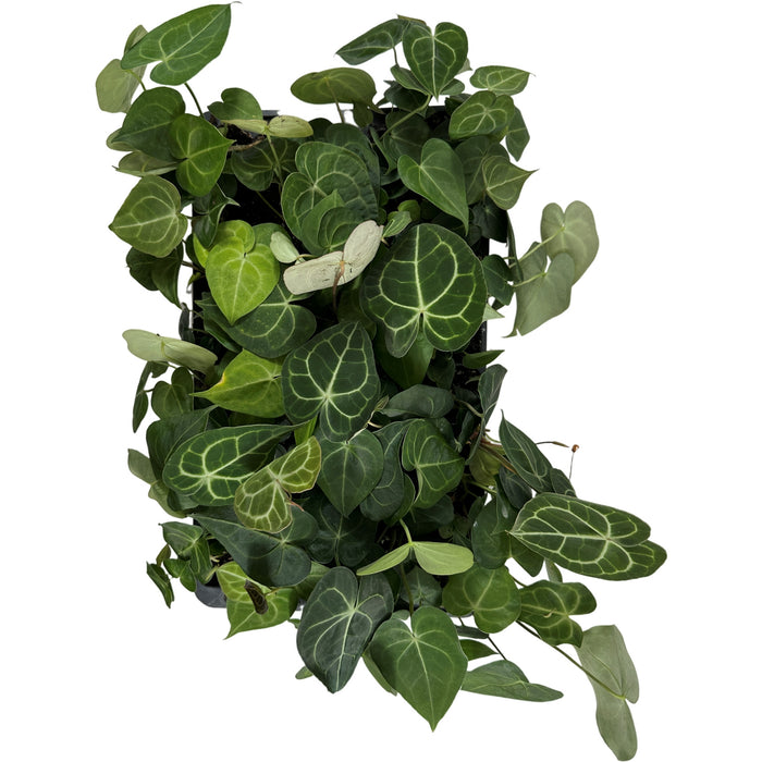 Anthurium Clarinervium-Starter Plant/4" Grower Pot
