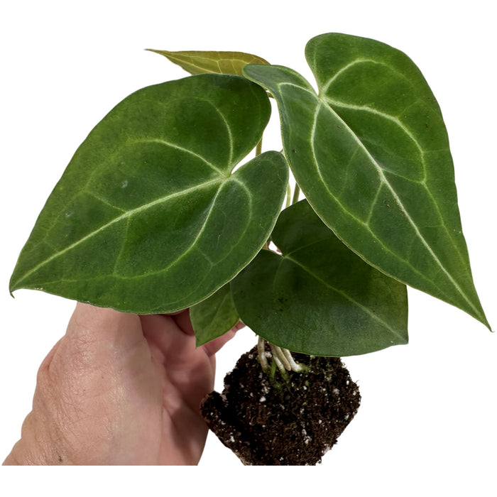 Anthurium Clarinervium-Starter Plant/4" Grower Pot