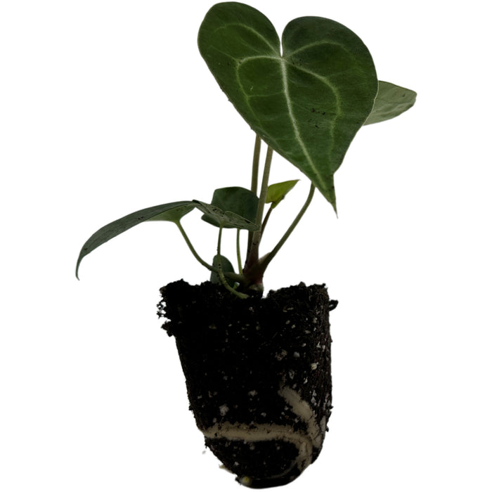 Anthurium Clarinervium-Starter Plant/4" Grower Pot