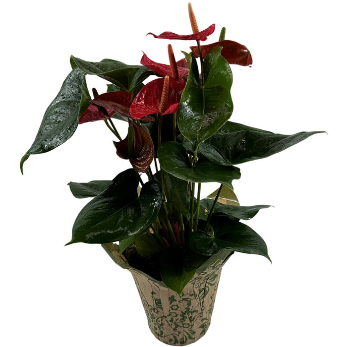 Anthurium Red 6" Grower Pot