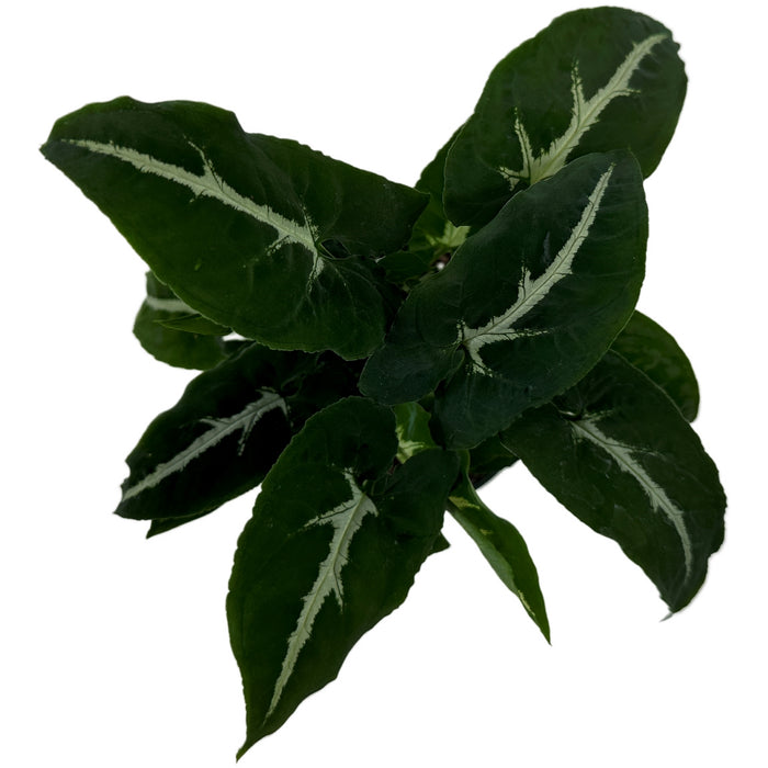Syngonium Wendlandii Starter Plant or 4" Grower Pot