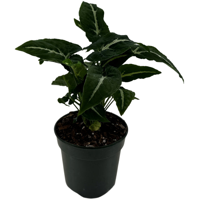 Syngonium Wendlandii Starter Plant or 4" Grower Pot