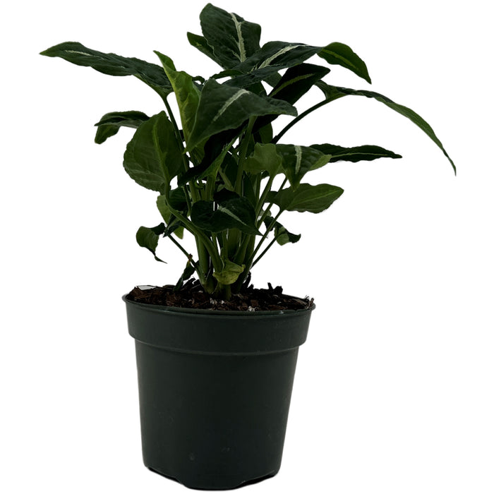 Syngonium Wendlandii Starter Plant or 4" Grower Pot