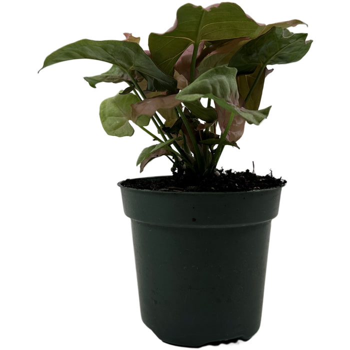 Syngonium Pink Neon Starter Plant or 4" Grower Pot