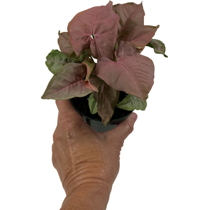Syngonium Pink Neon Starter Plant or 4" Grower Pot