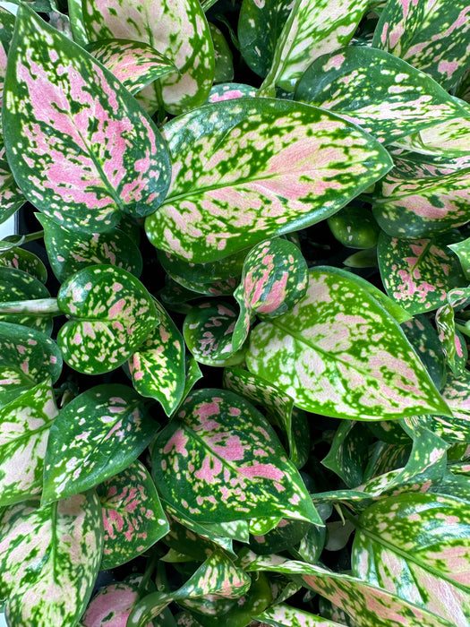 Aglaonema Lady Valentine Starter Plant/4" Grower Pot