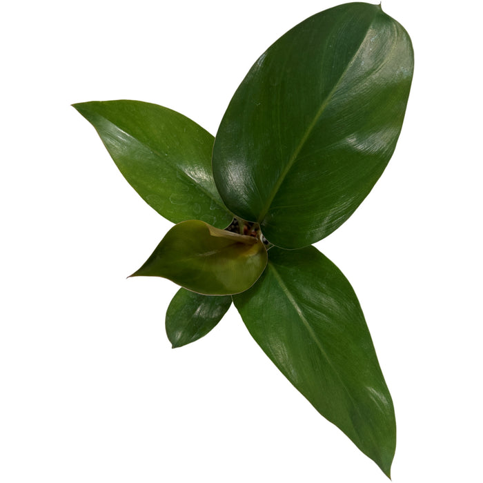 Philodendron Tatei "Rojo Congo" Starter Plant/4" Grower Pot
