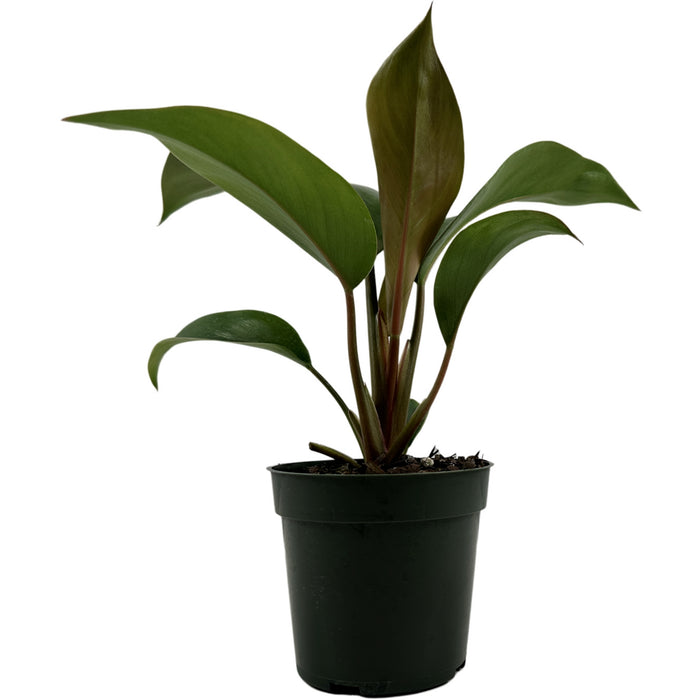 Philodendron Tatei "Rojo Congo" Starter Plant/4" Grower Pot