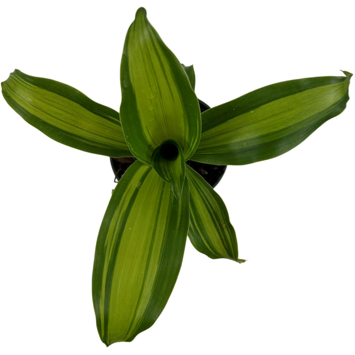 Dracaena Fragrens Marley -Starter Plant/4" Grower Pot