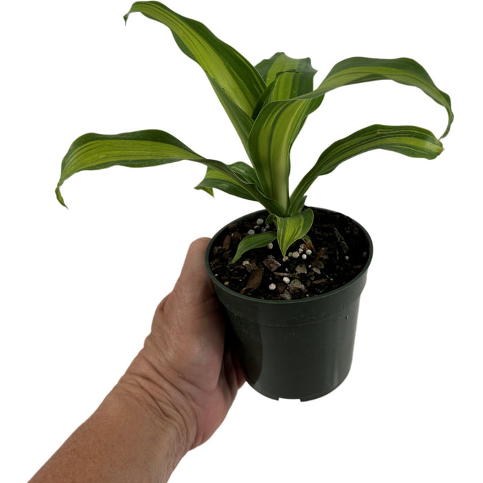 Dracaena Fragrens Marley -Starter Plant/4" Grower Pot