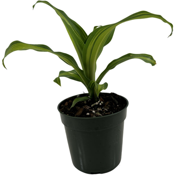 Dracaena Fragrens Marley -Starter Plant/4" Grower Pot
