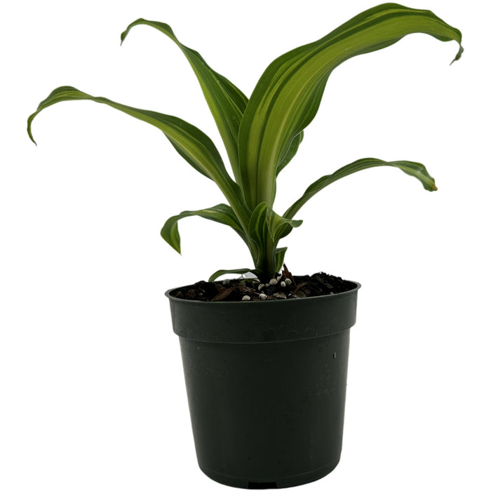 Dracaena Fragrens Marley -Starter Plant/4" Grower Pot