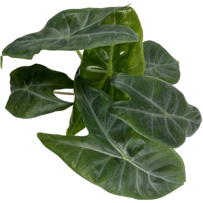 Alocasia Ivory Coast-Starter Plant/4" Grower Pot