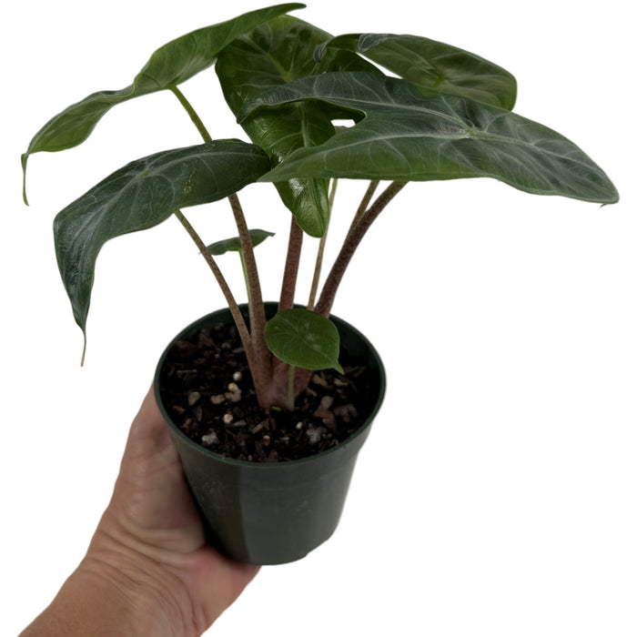 Alocasia Ivory Coast-Starter Plant/4" Grower Pot