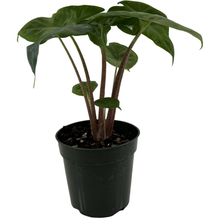 Alocasia Ivory Coast-Starter Plant/4" Grower Pot
