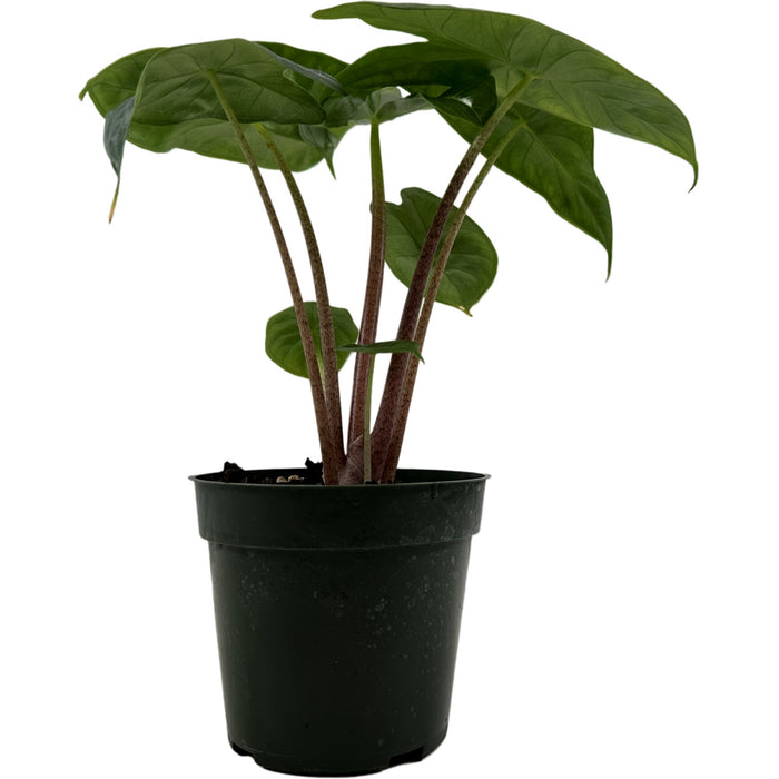 Alocasia Ivory Coast-Starter Plant/4" Grower Pot