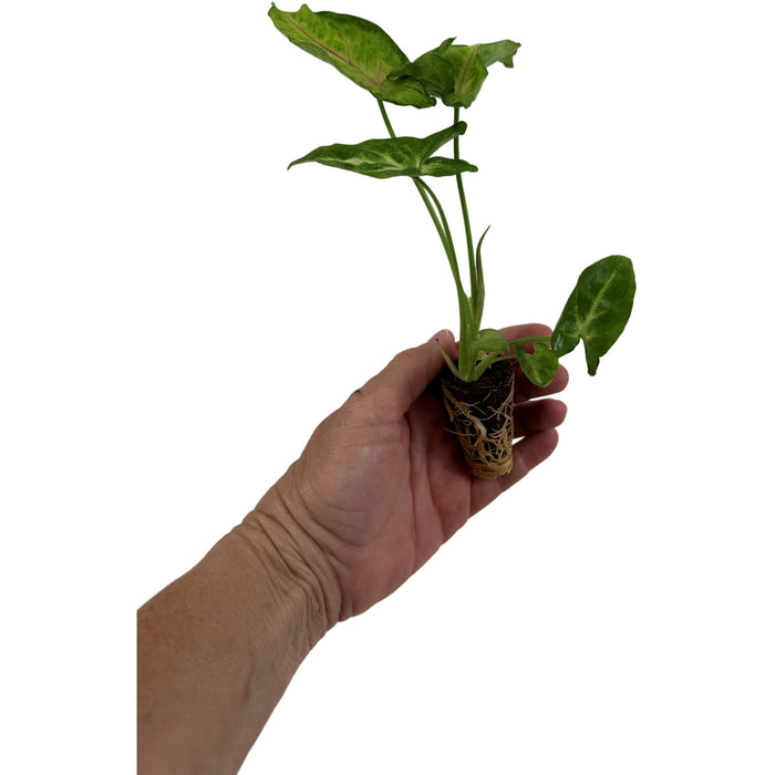 Synognium Pink Allusion- Starter Plant/4" Grower Pot