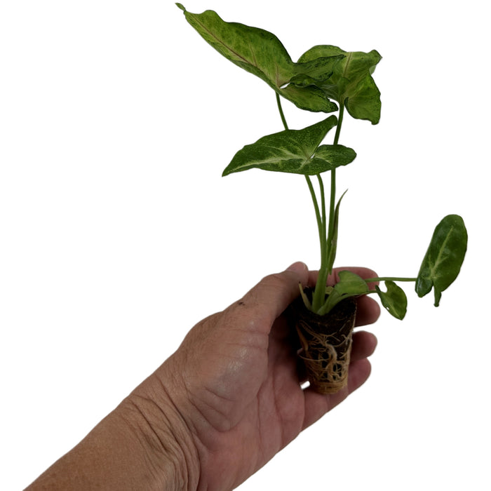 Synognium Pink Allusion- Starter Plant/4" Grower Pot