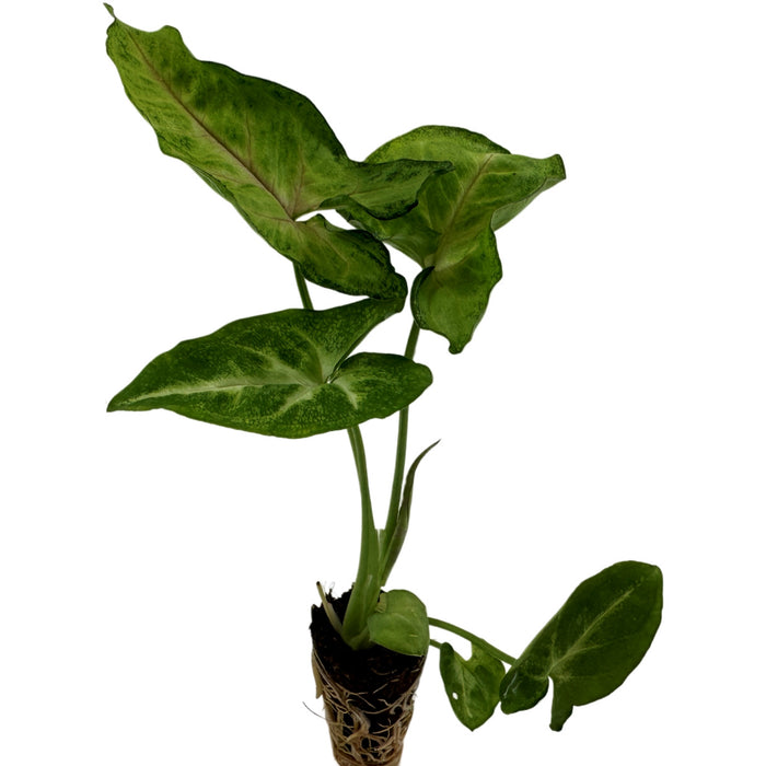 Synognium Pink Allusion- Starter Plant/4" Grower Pot
