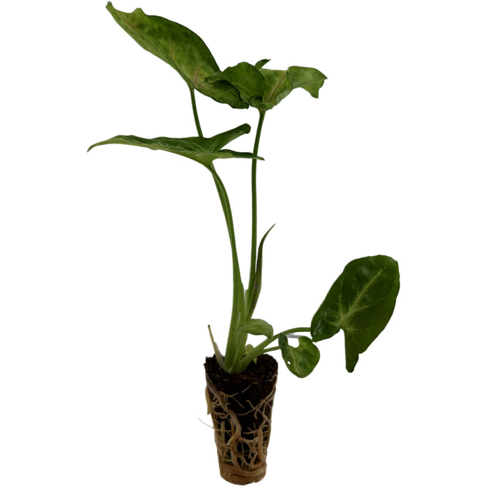 Synognium Pink Allusion- Starter Plant/4" Grower Pot