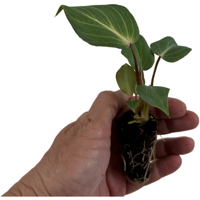 Philodendron Glorosum Dark Form- Starter Plant/4" Grower pot