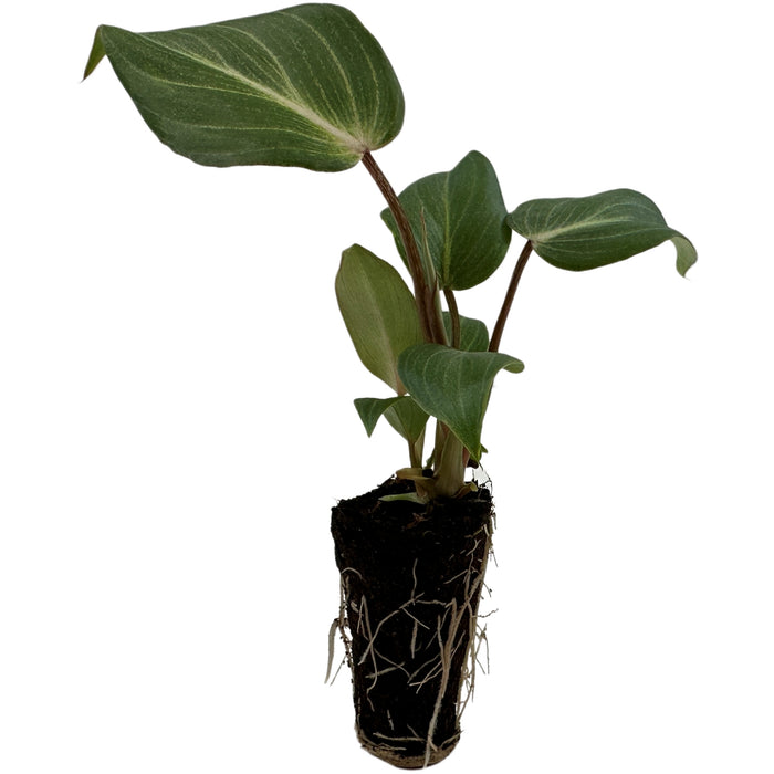 Philodendron Glorosum Dark Form- Starter Plant/4" Grower pot