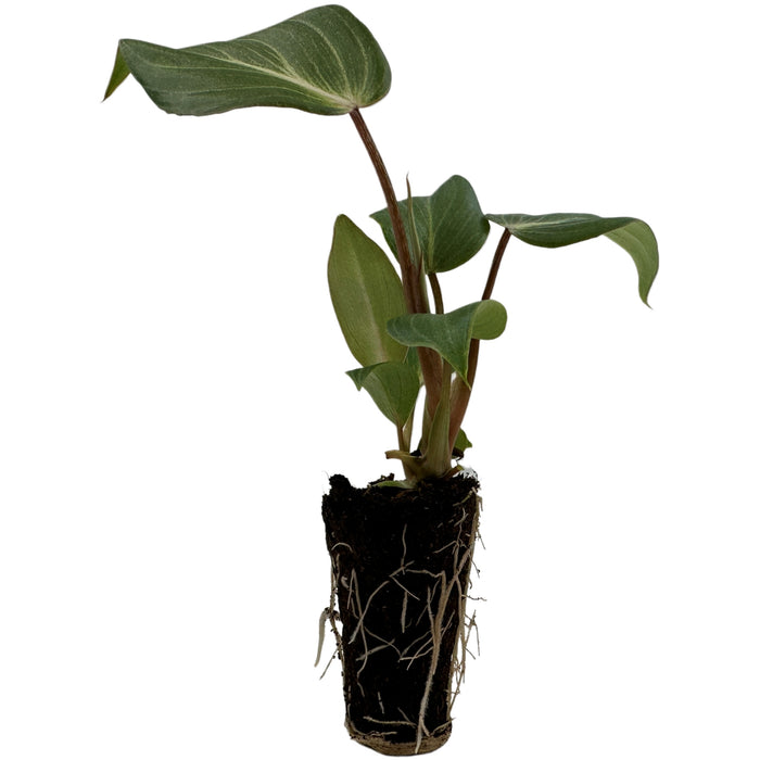 Philodendron Glorosum Dark Form- Starter Plant/4" Grower pot