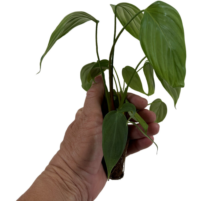 Philodendron Fuzzy Petiole -Starter Plant or 4" Grower Pot
