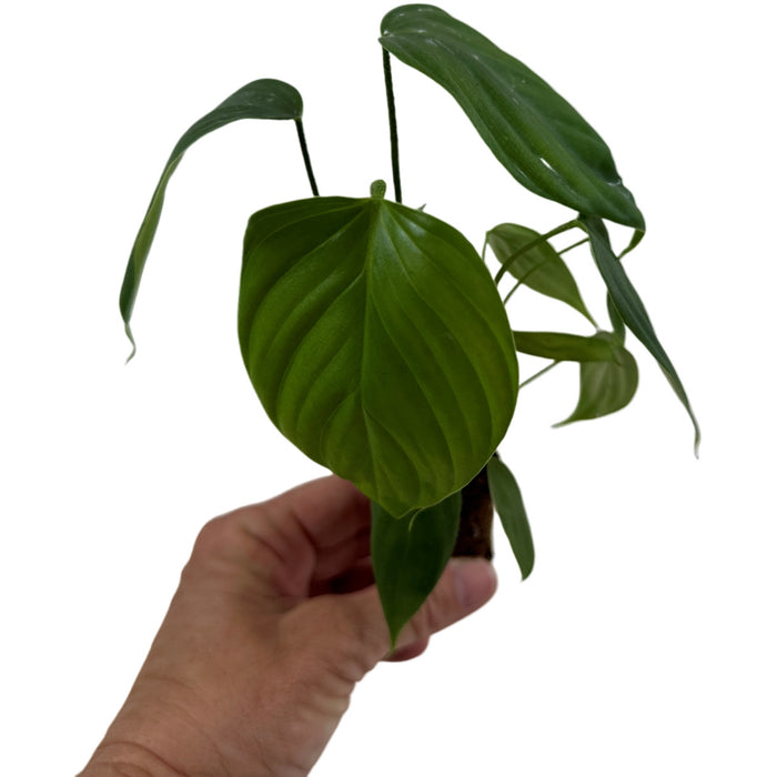 Philodendron Fuzzy Petiole -Starter Plant or 4" Grower Pot