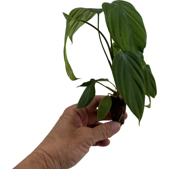 Philodendron Fuzzy Petiole -Starter Plant or 4" Grower Pot