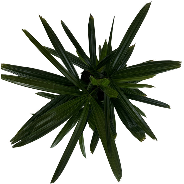 Rhapis Palm- 6" Grower Pot