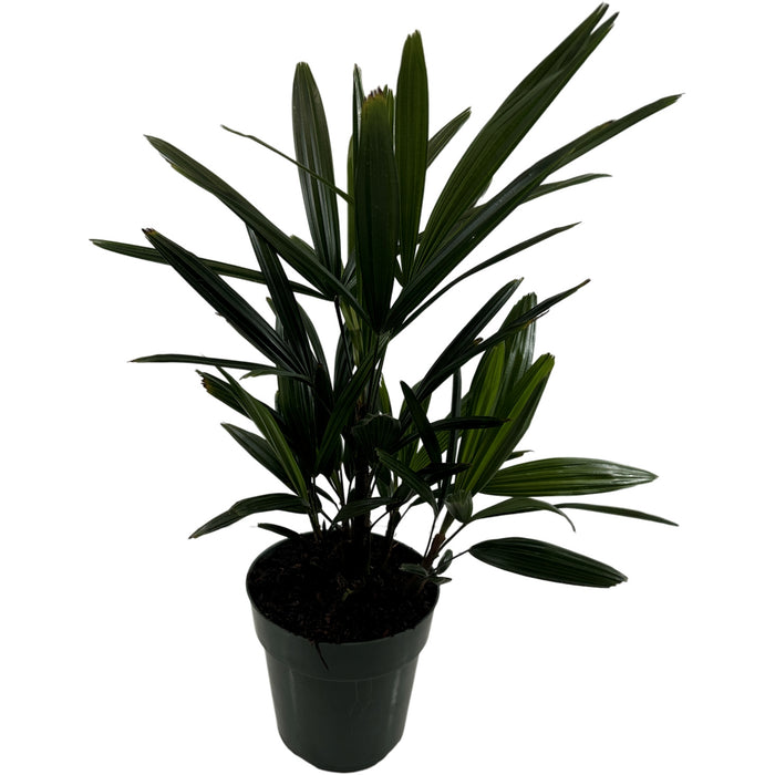 Rhapis Palm- 6" Grower Pot