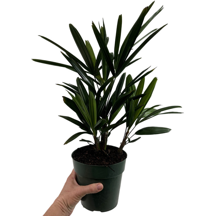 Rhapis Palm- 6" Grower Pot