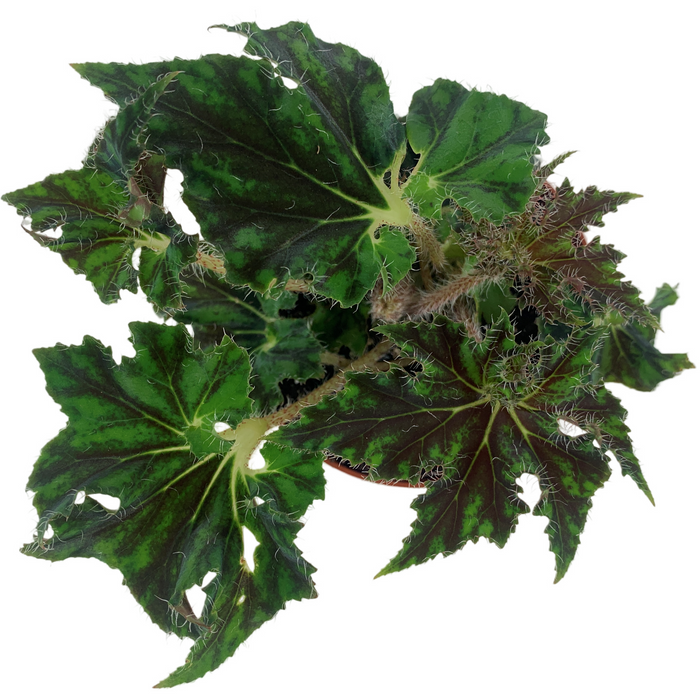 Begonia Unique 4" Grower Pot