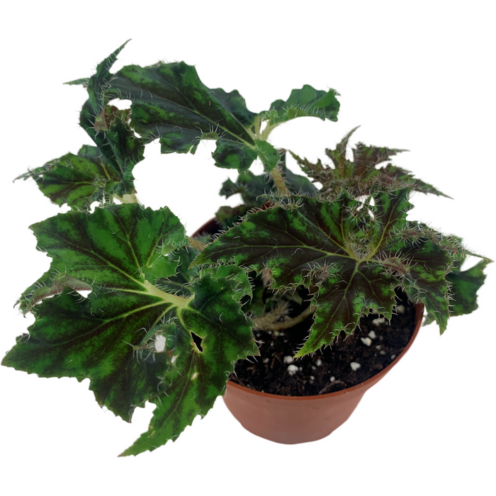 Begonia Unique 4" Grower Pot
