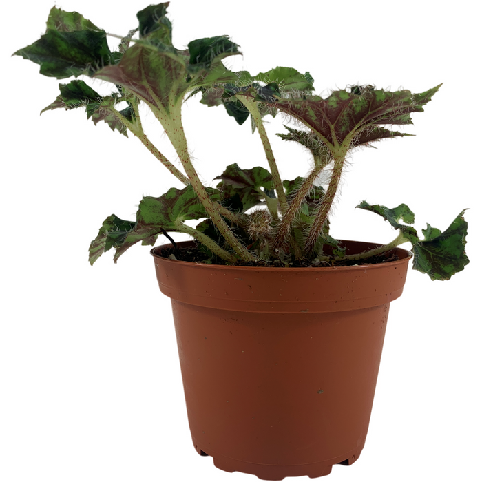 Begonia Unique 4" Grower Pot
