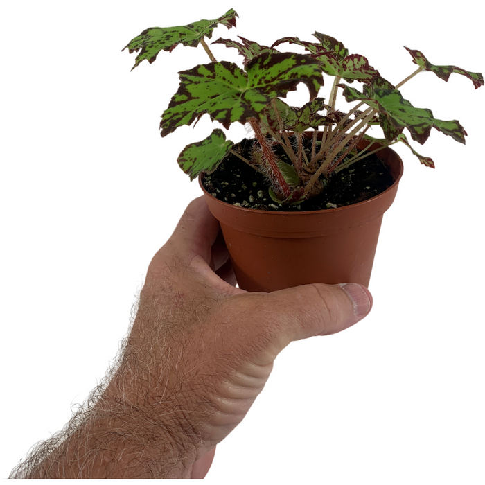 Begonia Phoe's Cleo 4" Grower Pot