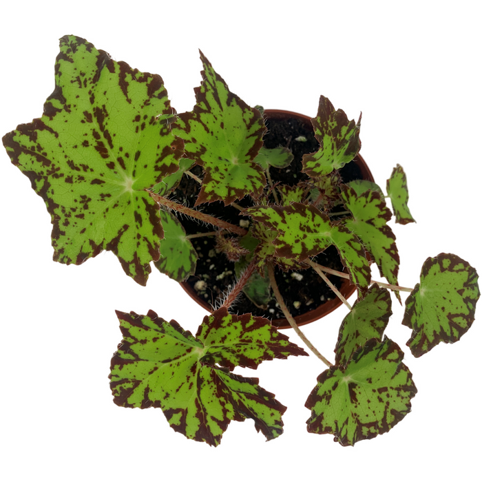 Begonia Phoe's Cleo 4" Grower Pot