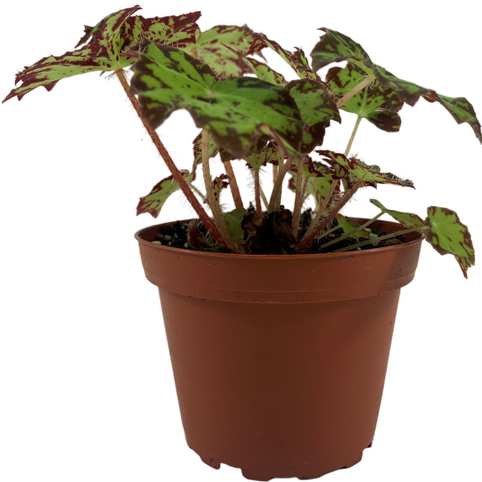 Begonia Phoe's Cleo 4" Grower Pot