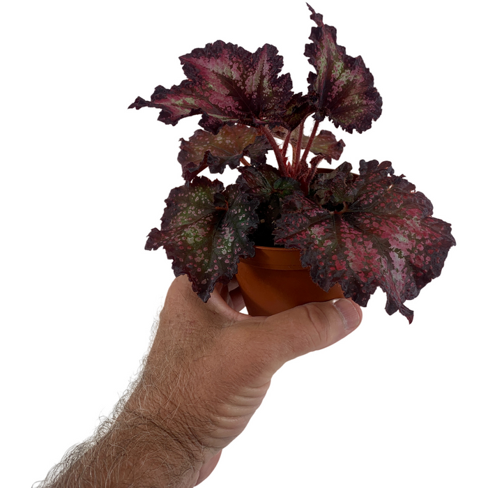 Harmony Begonia Cherry Bomb 4" Grower Pot